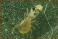 typhlodorme